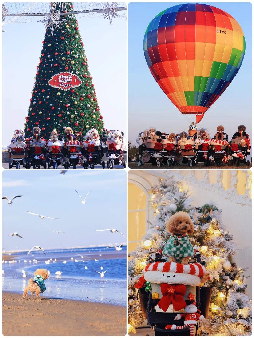 山楂2025出行报告，小狗狗的年终总结！