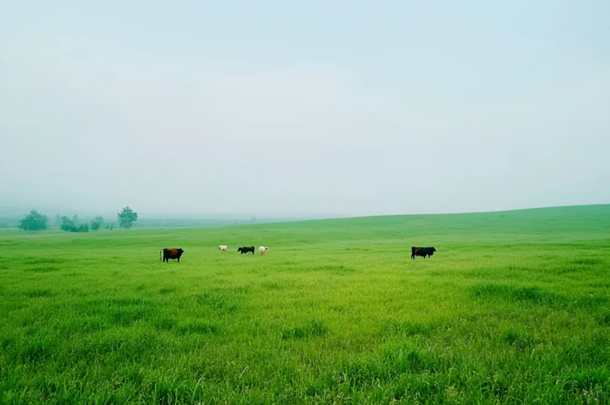 瑞斯兰多：以创新为笔、以匠心为墨树品牌