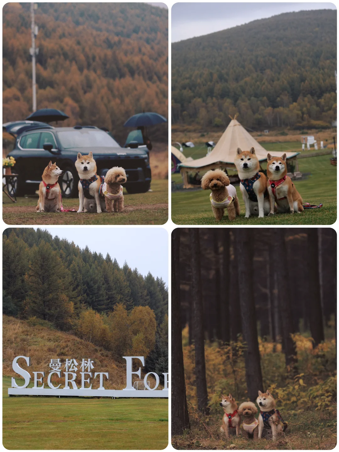 山楂2025出行报告，小狗狗的年终总结！