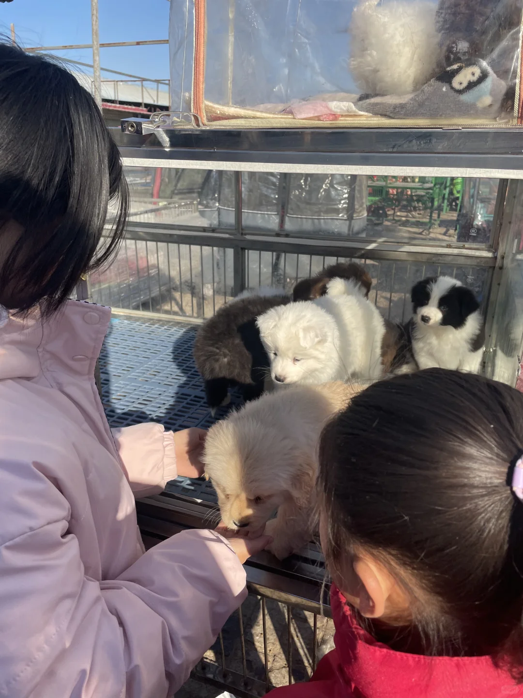 宁波宠物市场、宠物天堂、逛逛逛！