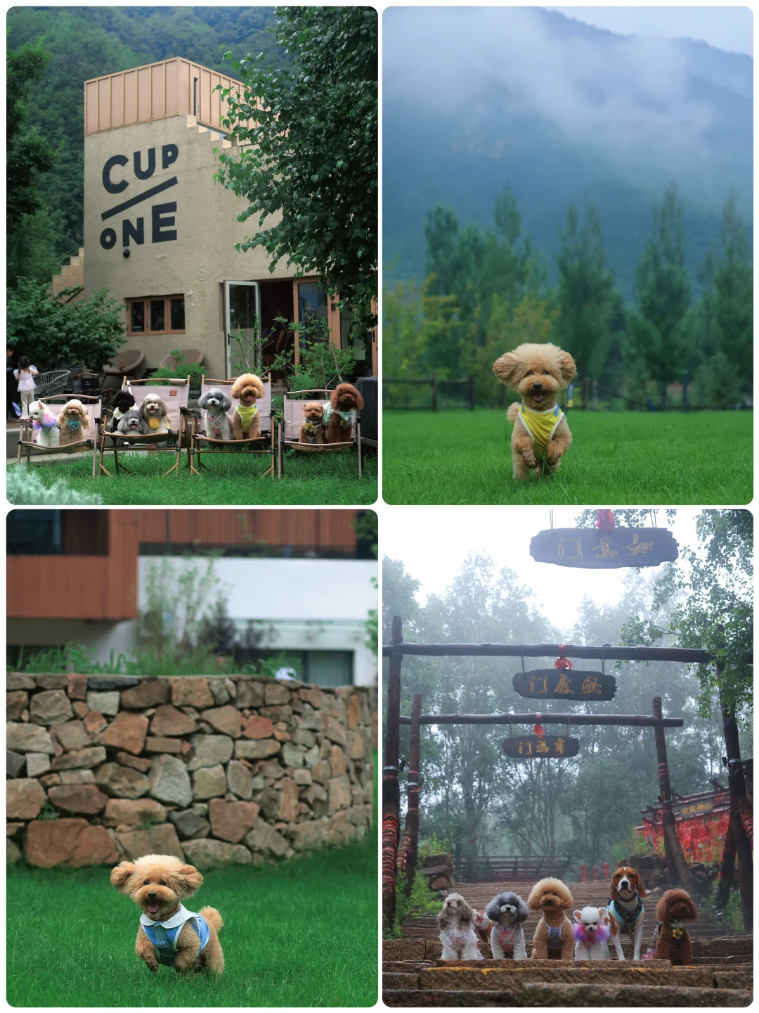 山楂2025出行报告，小狗狗的年终总结！