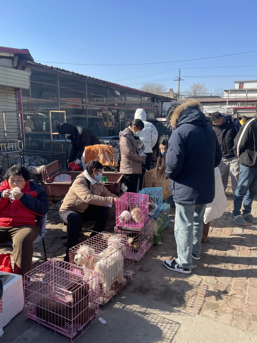 宁波宠物市场、宠物天堂、逛逛逛！