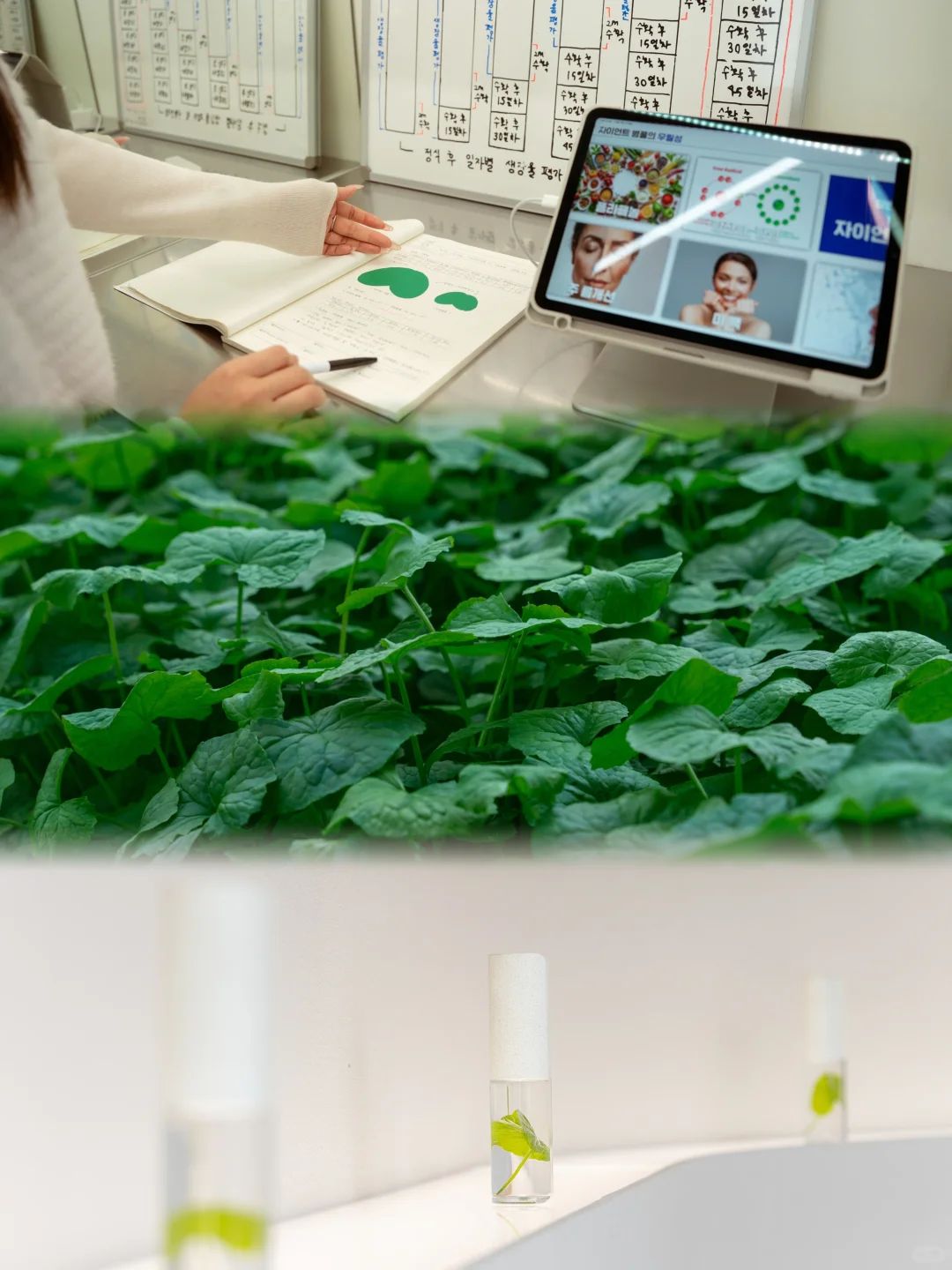 力曼济州岛巨型积雪草智慧农场溯源