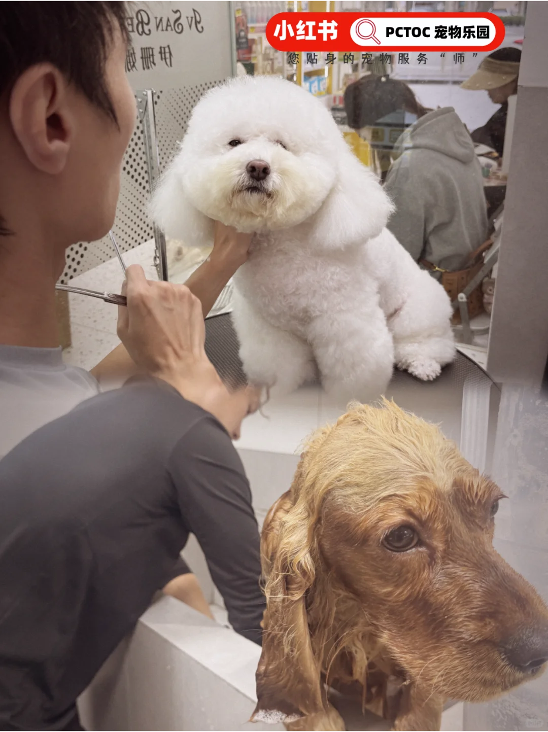 2026是否值得入局宠物行业？2分钟搞懂