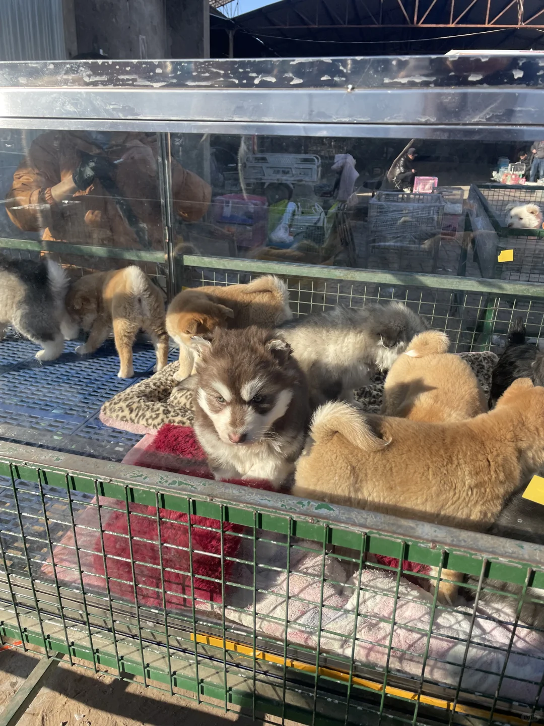 宁波宠物市场、宠物天堂、逛逛逛！