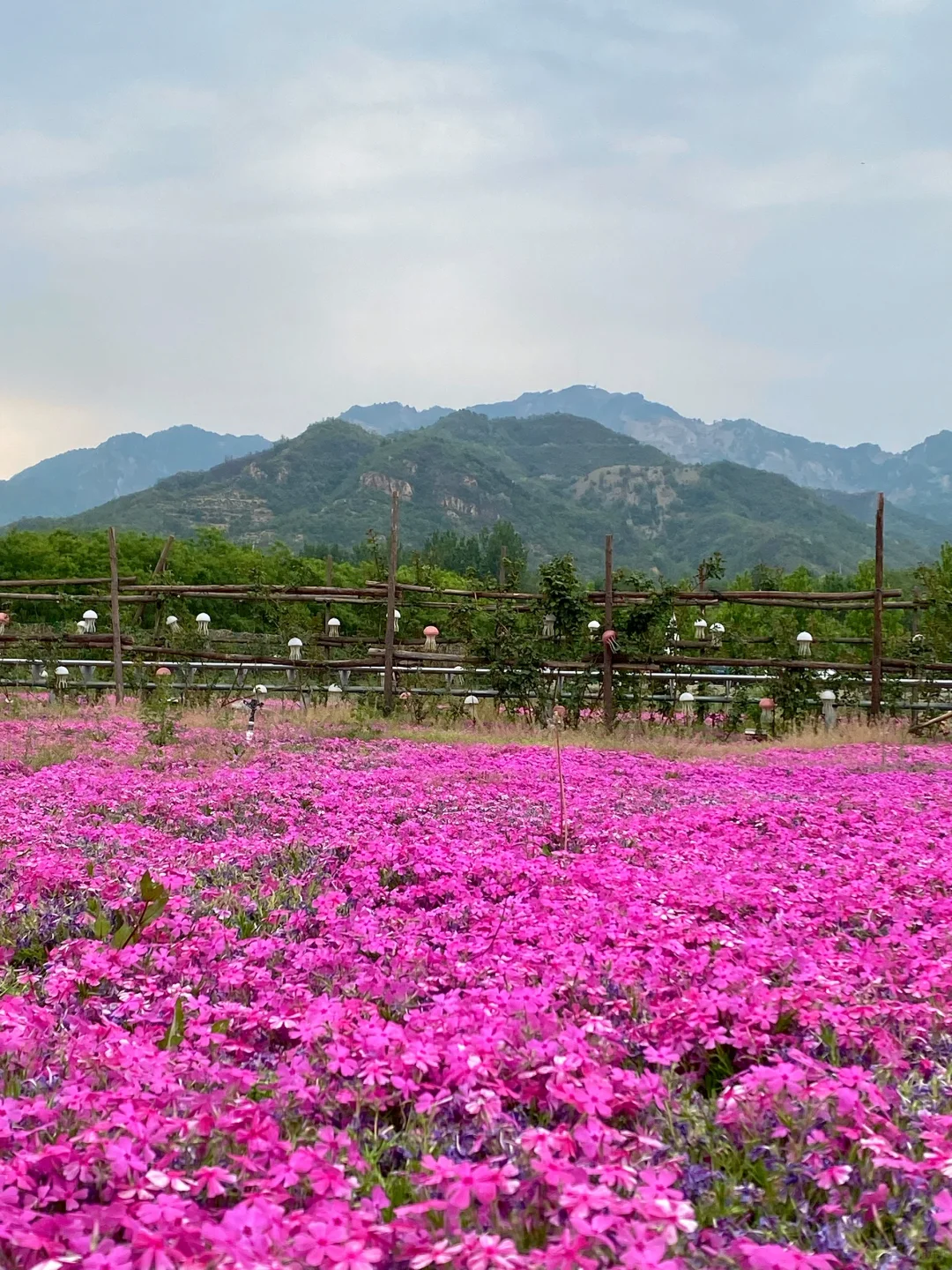 39岁，认准小红书，全力以赴