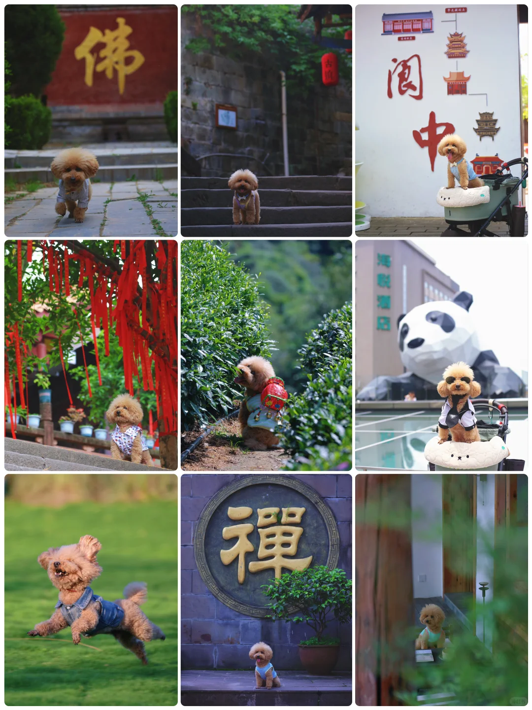 山楂2025出行报告，小狗狗的年终总结！