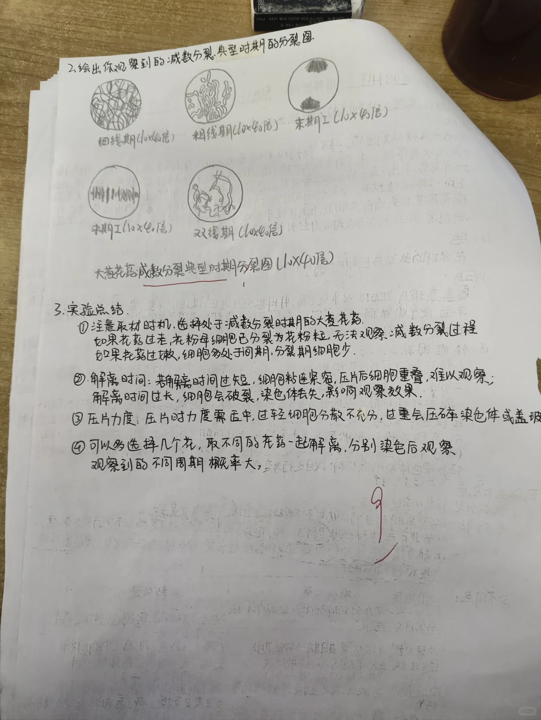 植物减数分裂玻片标本的制备与观察