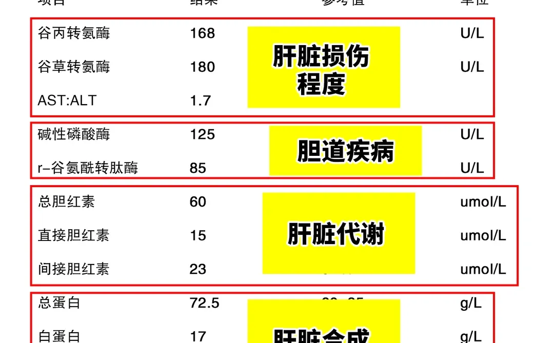 肝功能报告不再懵!1分钟教你看懂关键指标