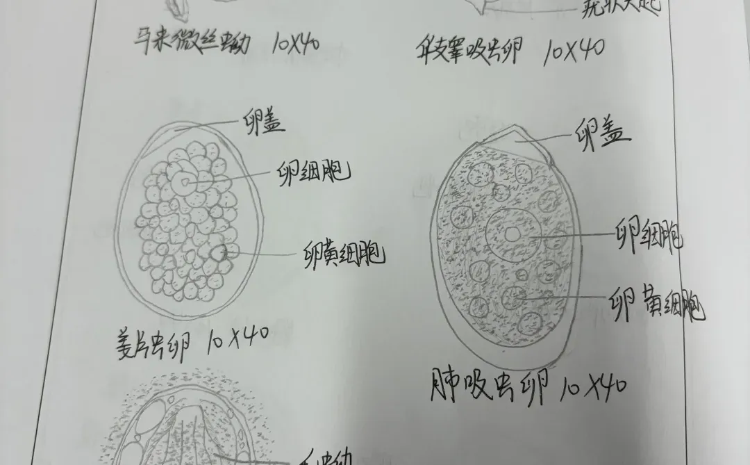 人体寄生虫线虫 吸虫观察