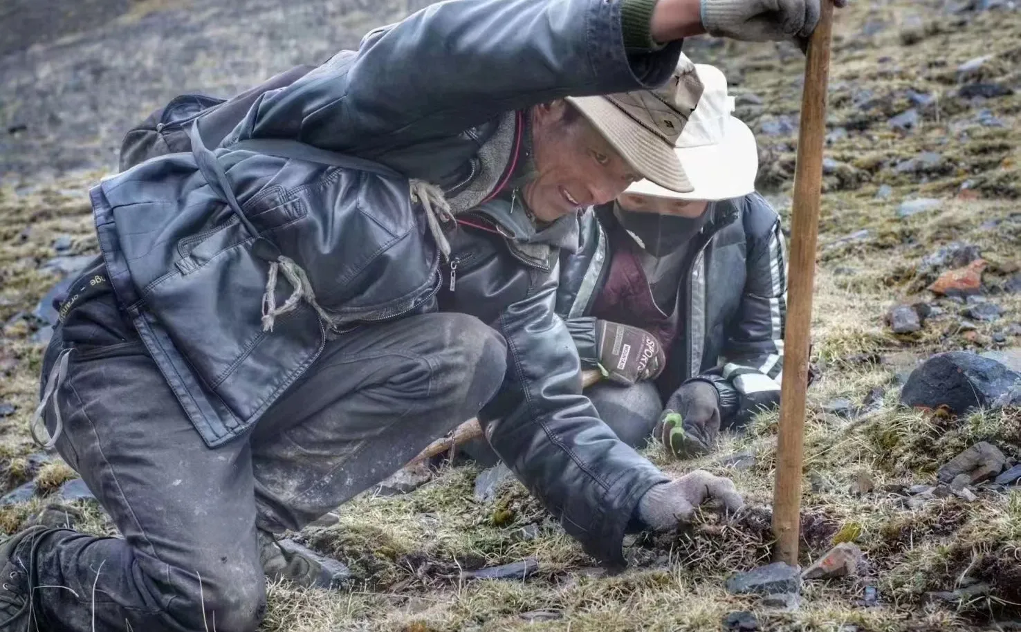 性价比高的那曲野生冬虫夏草源头厂家