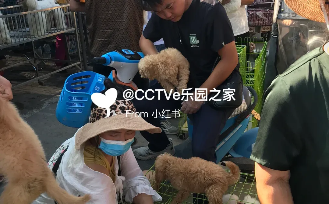 无锡猫狗市场、无锡宠物市场、