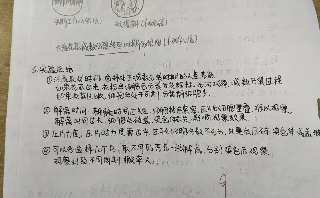 植物减数分裂玻片标本的制备与观察