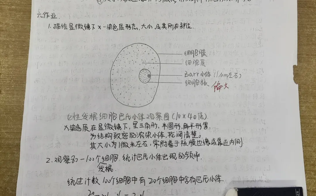 人体细胞巴氏小体玻片标本的制备与观察