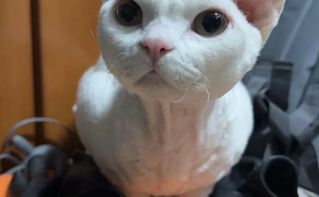 报告皮克方！我发现小猫在卖萌！