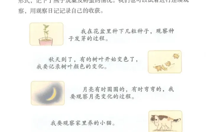 植物观察记录单|四年级上册语文专属