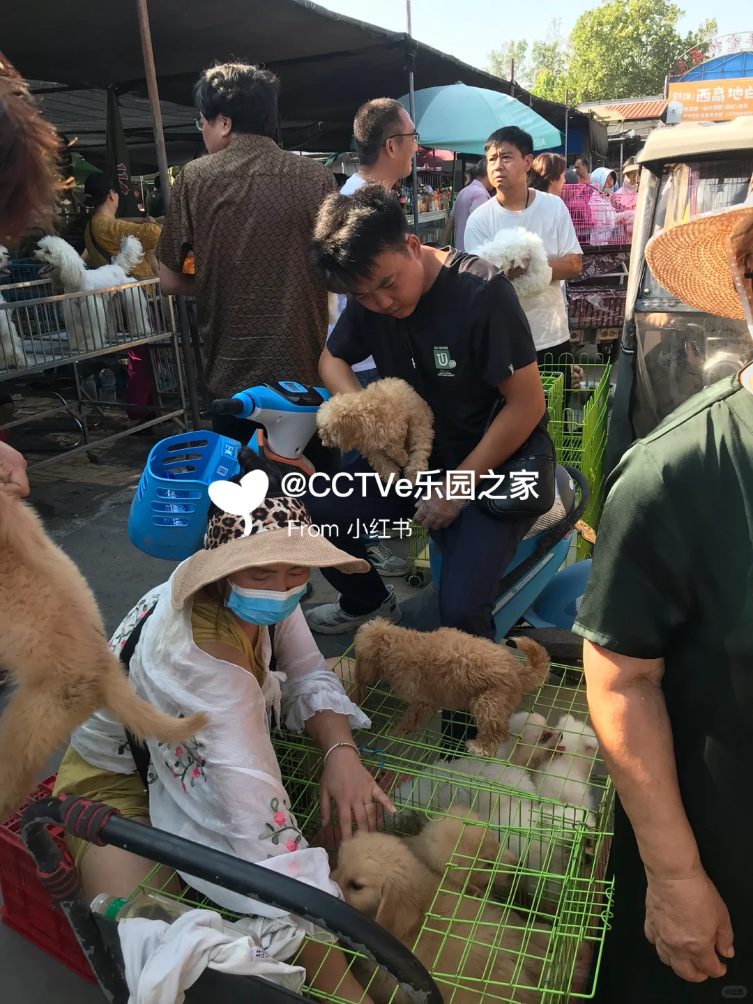 无锡猫狗市场、无锡宠物市场、