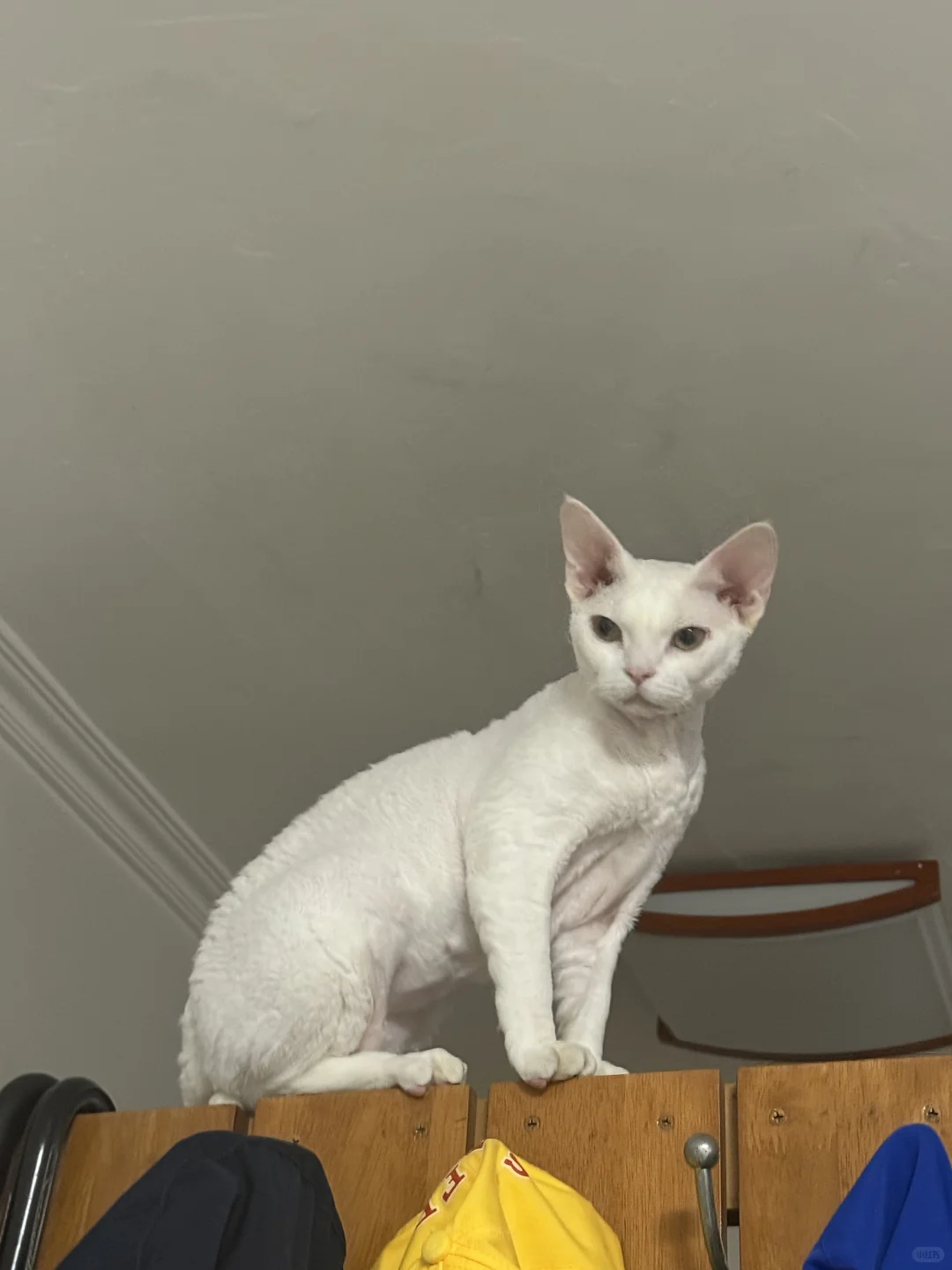 报告皮克方！我发现小猫在卖萌！