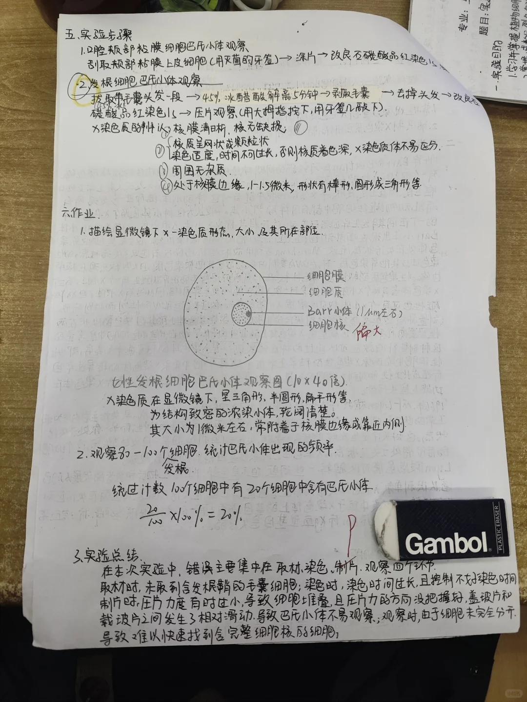 人体细胞巴氏小体玻片标本的制备与观察