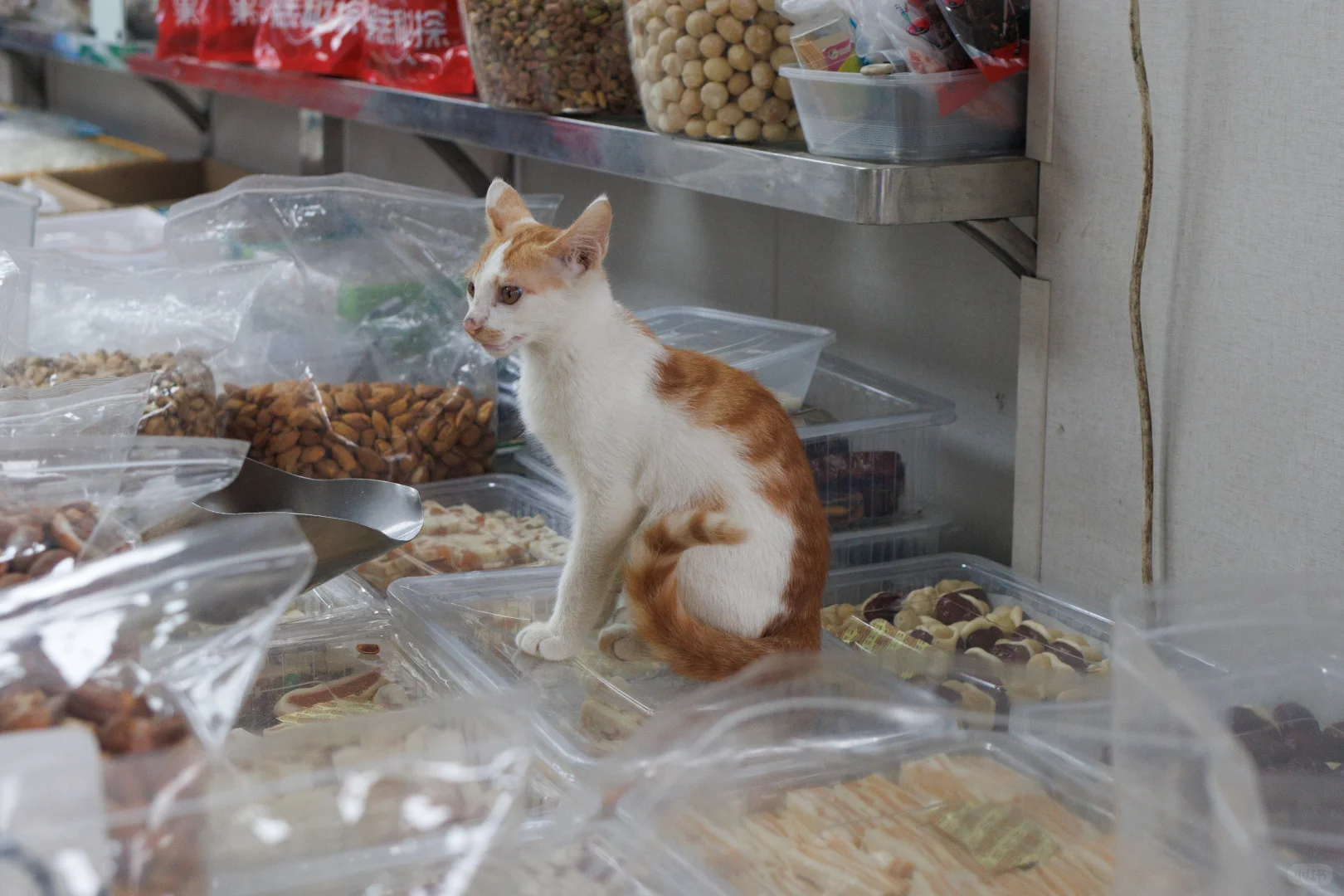 古典与现代完美融合的城市