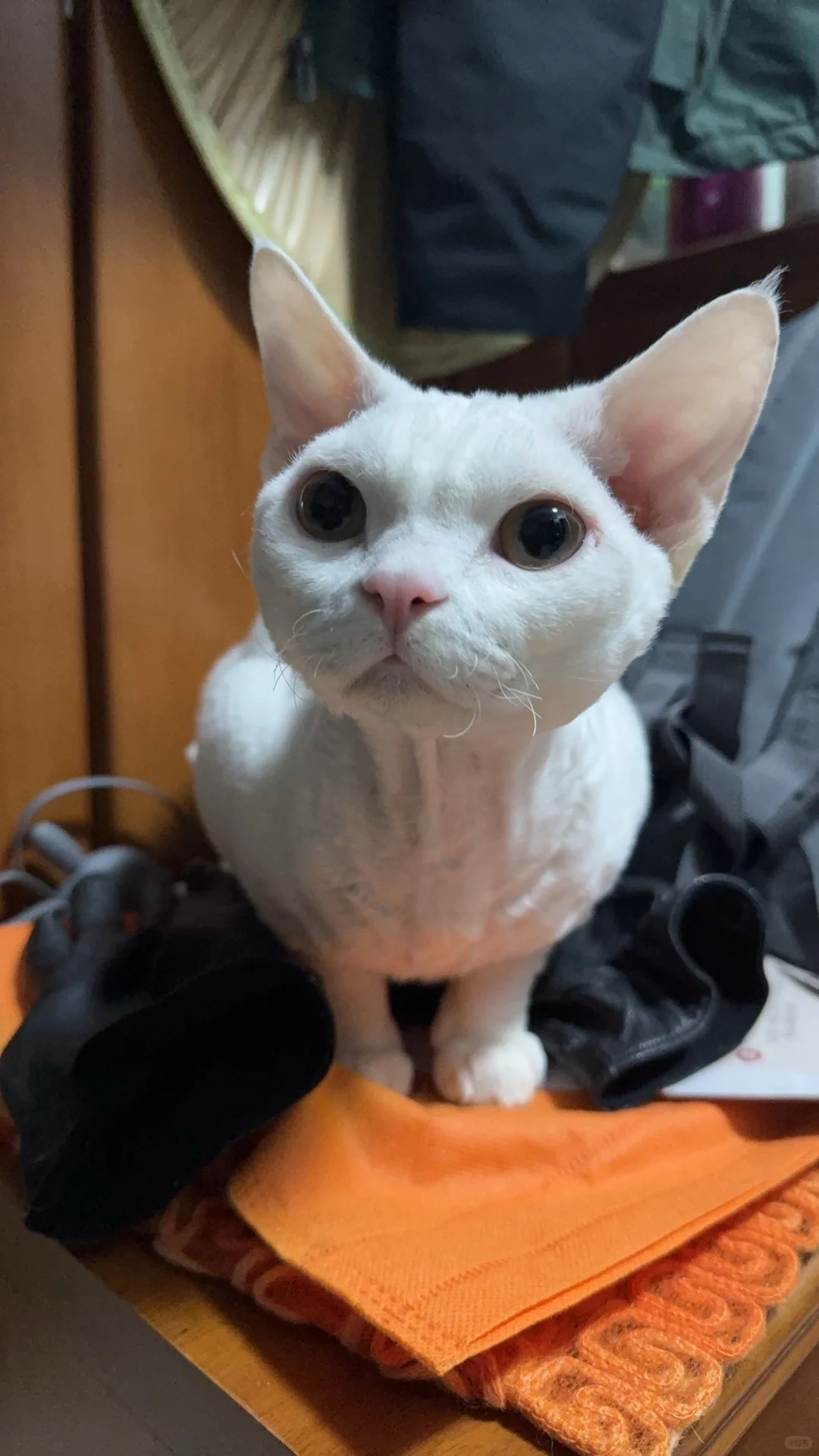 报告皮克方！我发现小猫在卖萌！