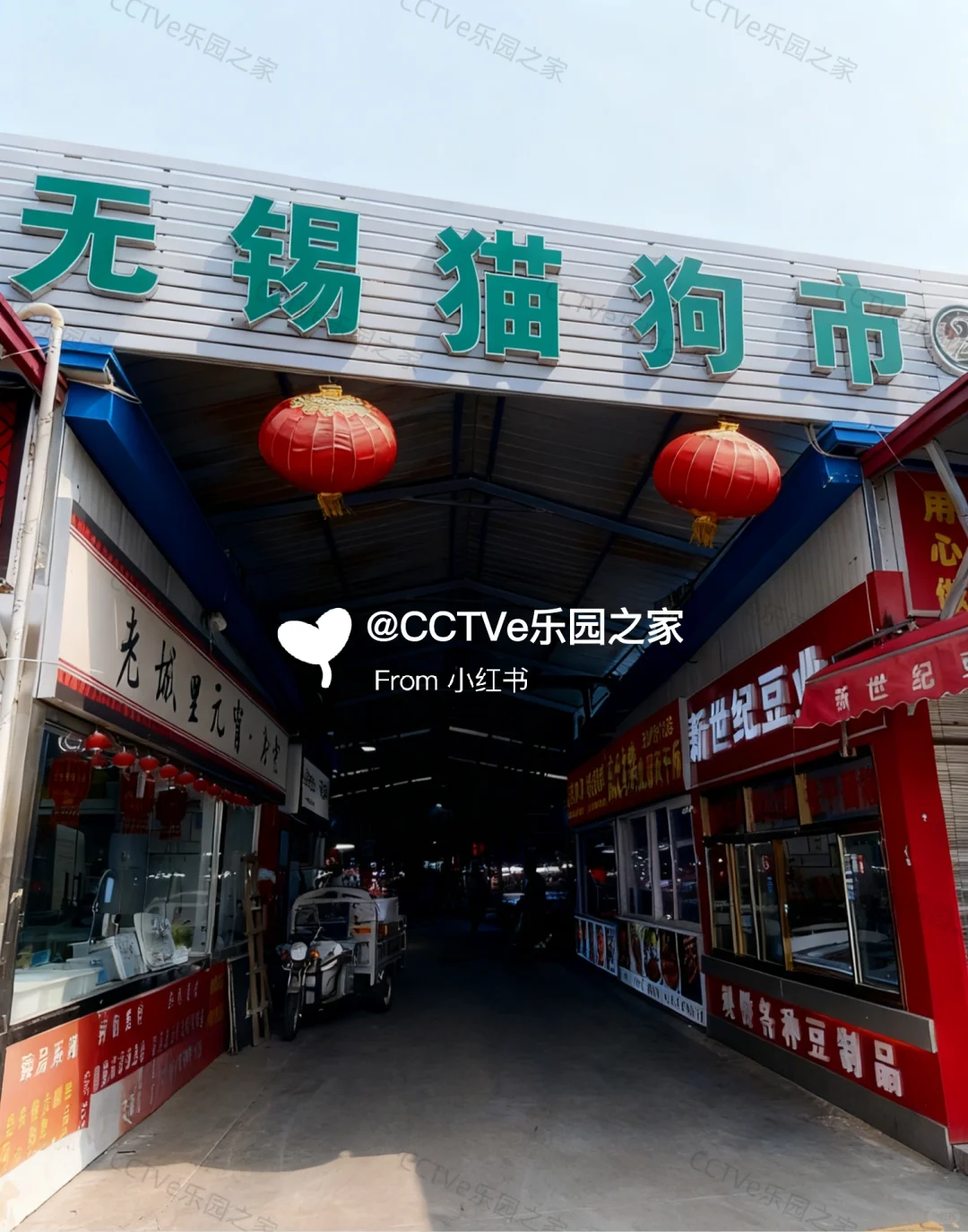 无锡猫狗市场、无锡宠物市场、