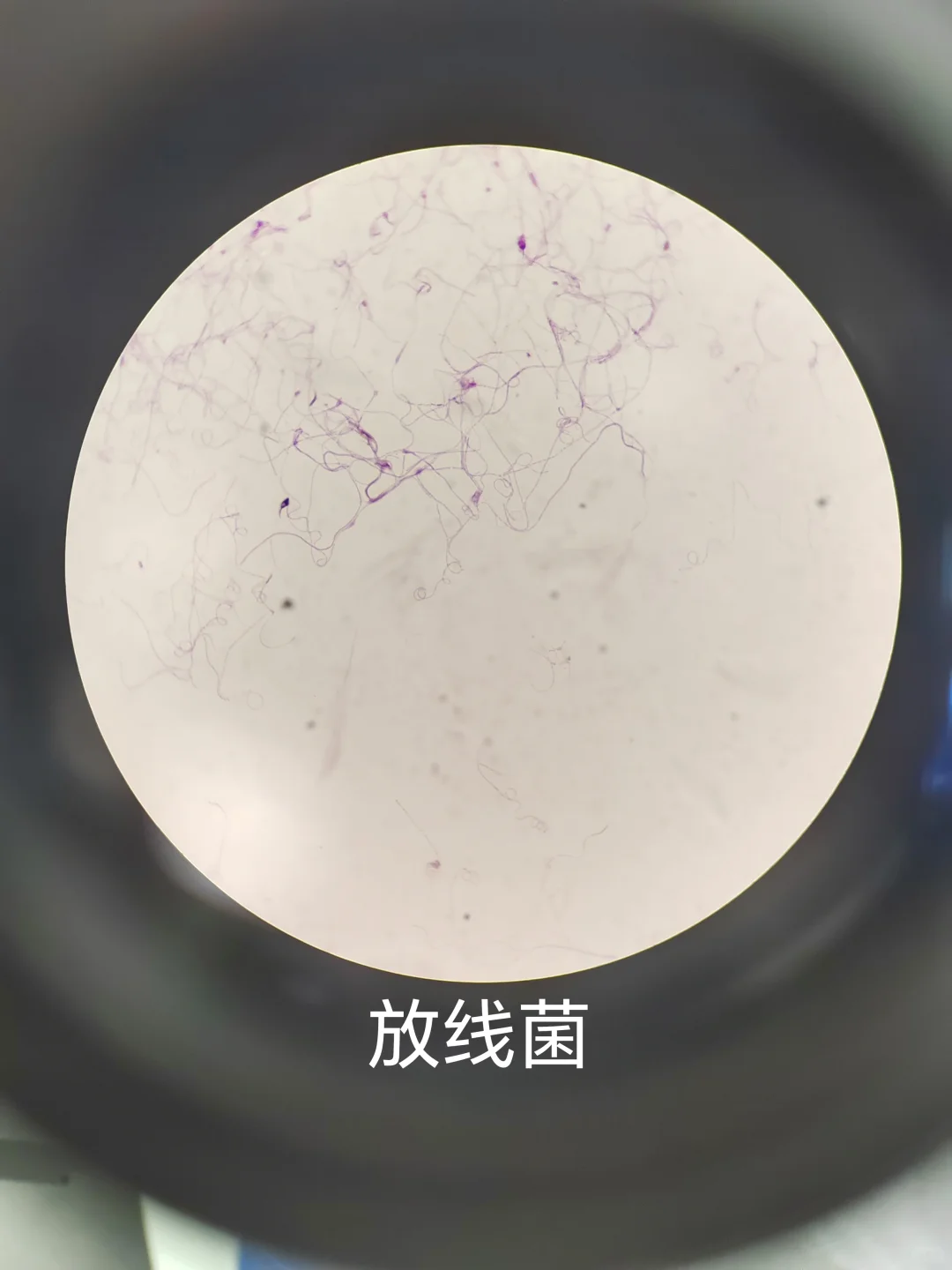 微生物学实验