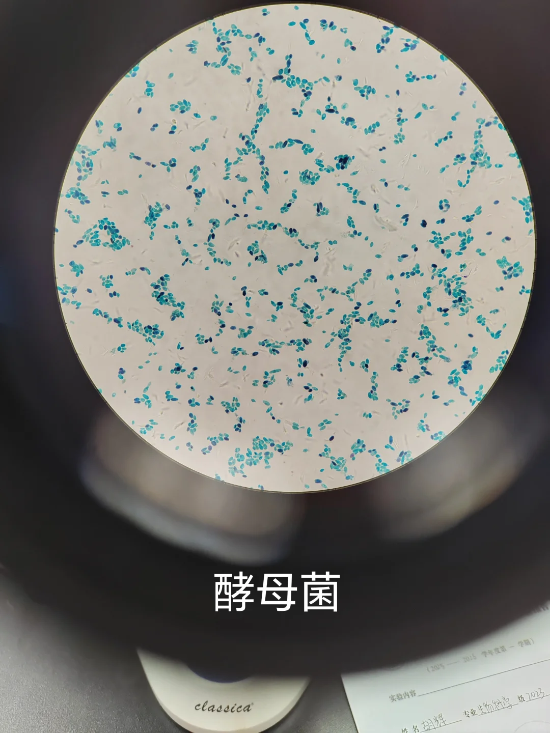 微生物学实验