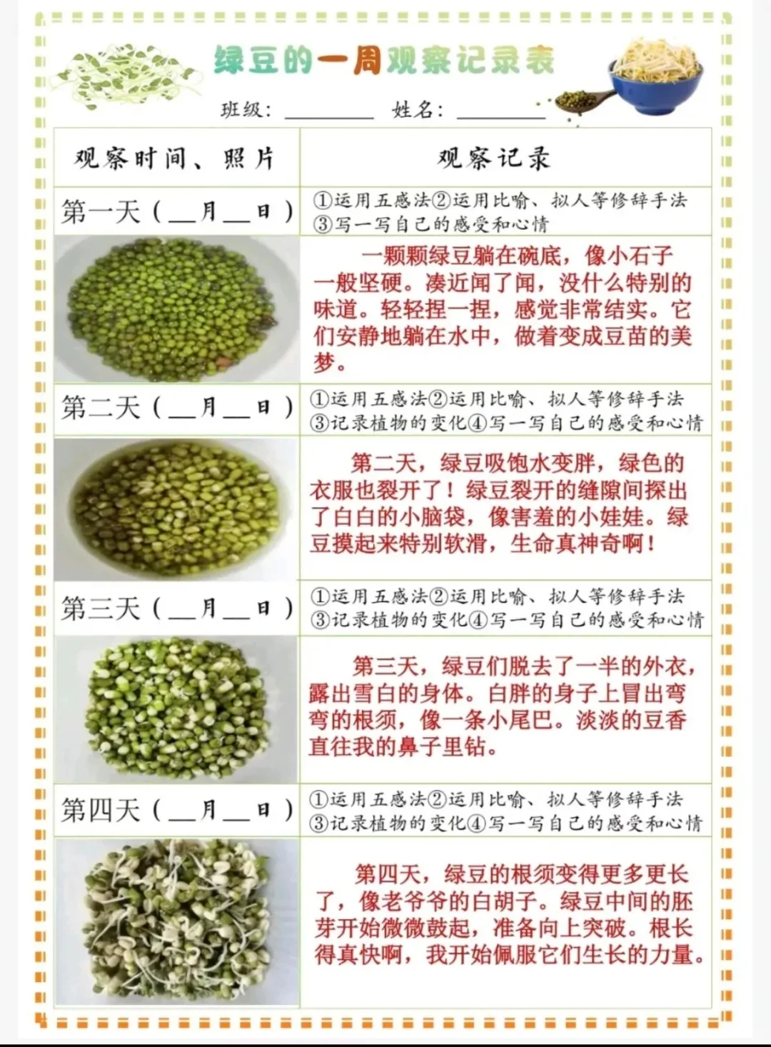 四年级上册语文,豆芽生长观察记录表