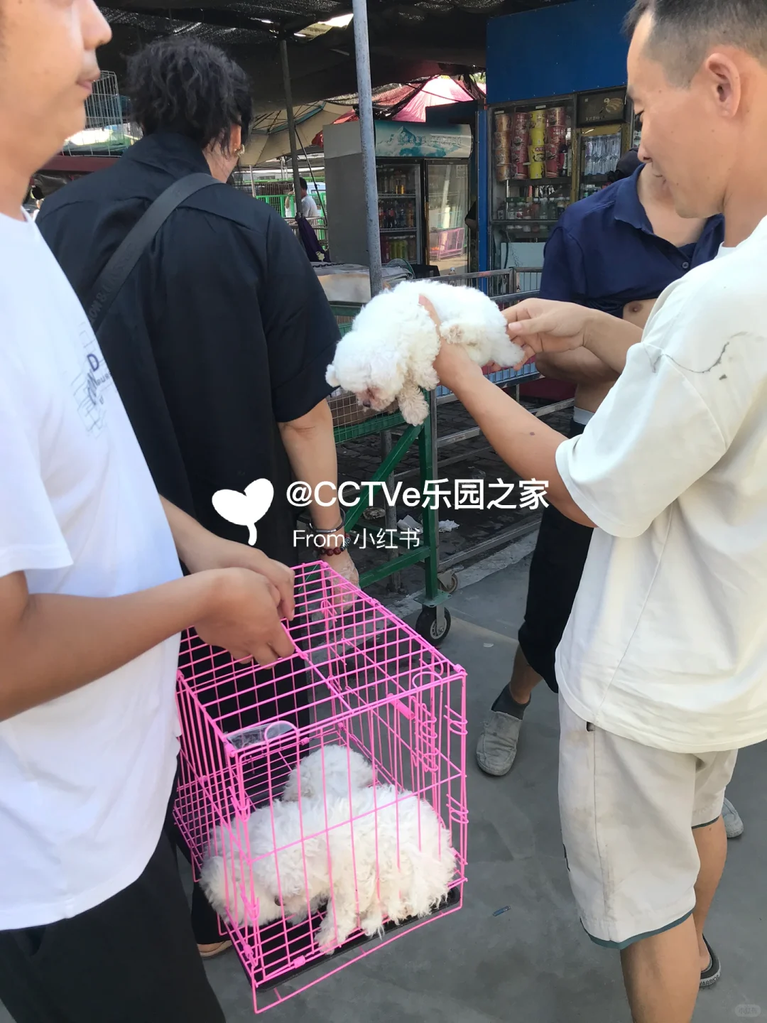 无锡猫狗市场、无锡宠物市场、