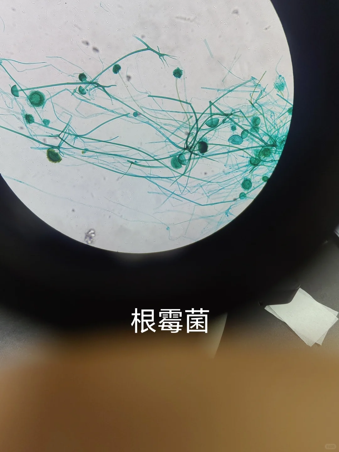 微生物学实验