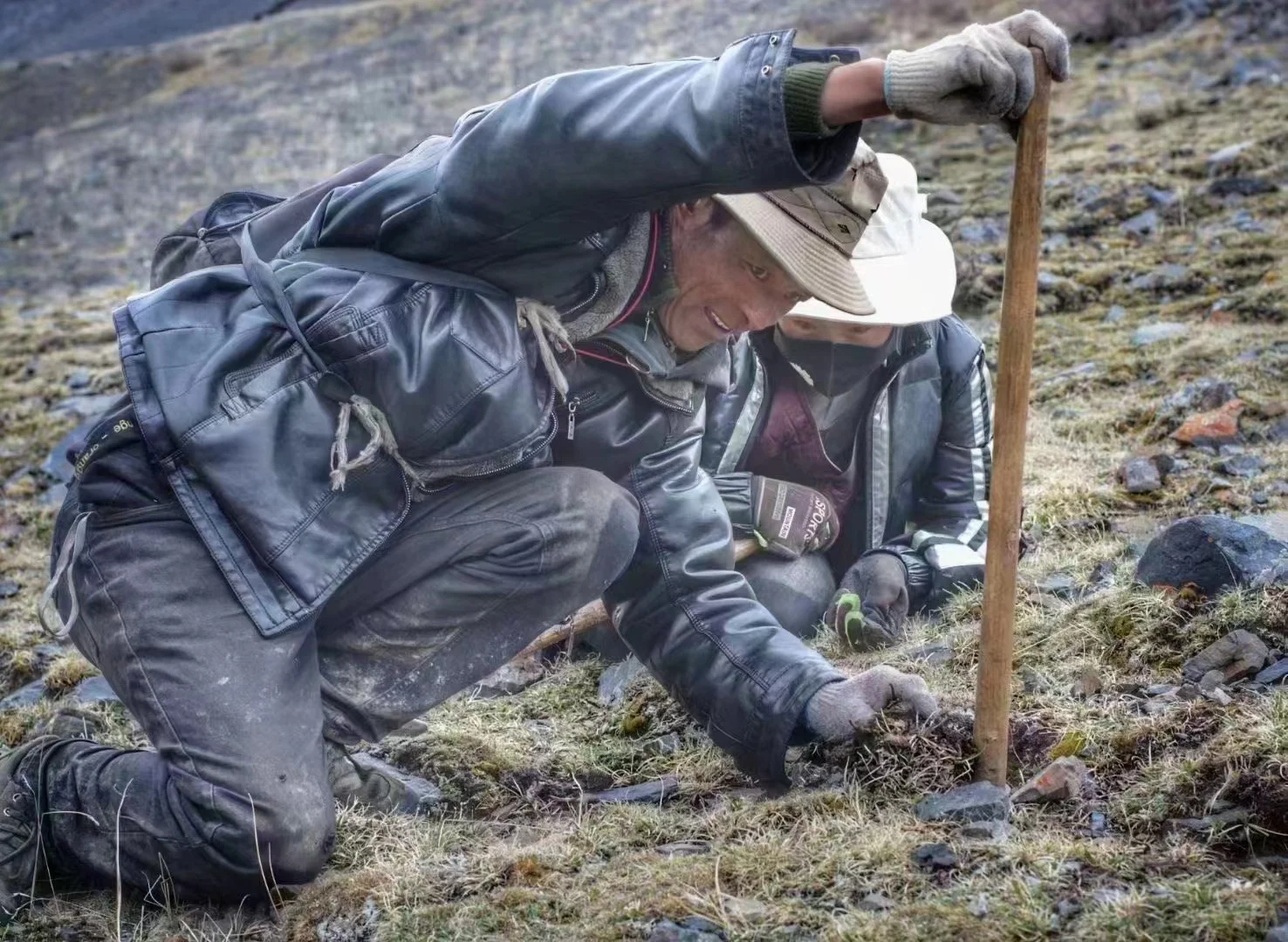 性价比高的那曲野生冬虫夏草源头厂家