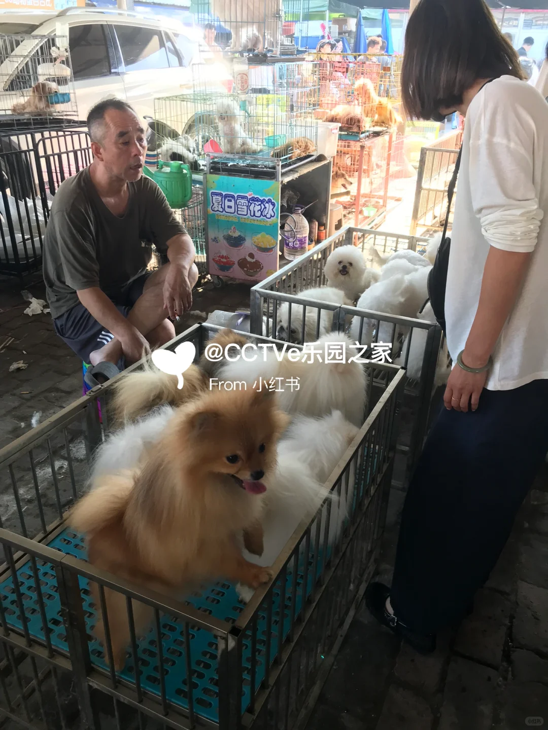 无锡猫狗市场、无锡宠物市场、