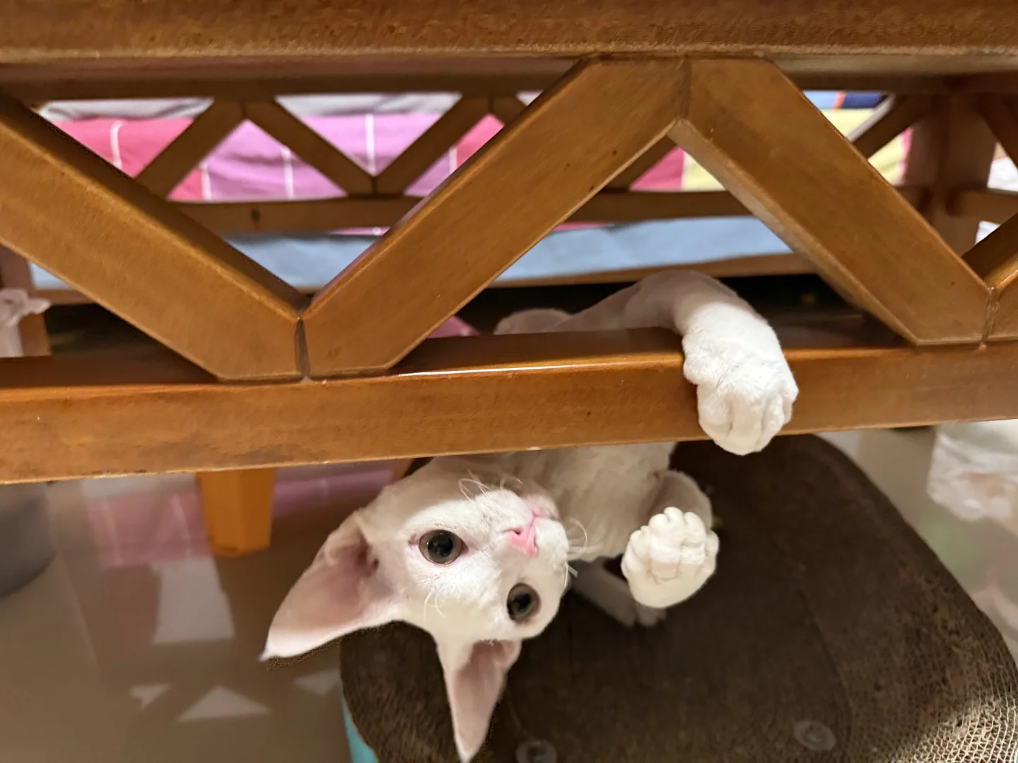 报告皮克方！我发现小猫在卖萌！