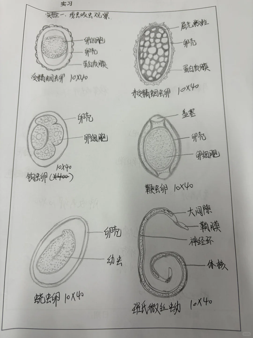 人体寄生虫线虫 吸虫观察