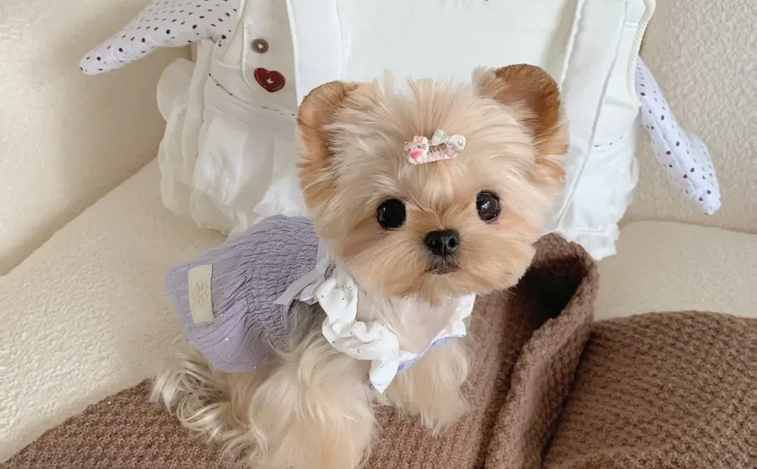 四川犬舍小偿领养约克夏只为找好人家！?