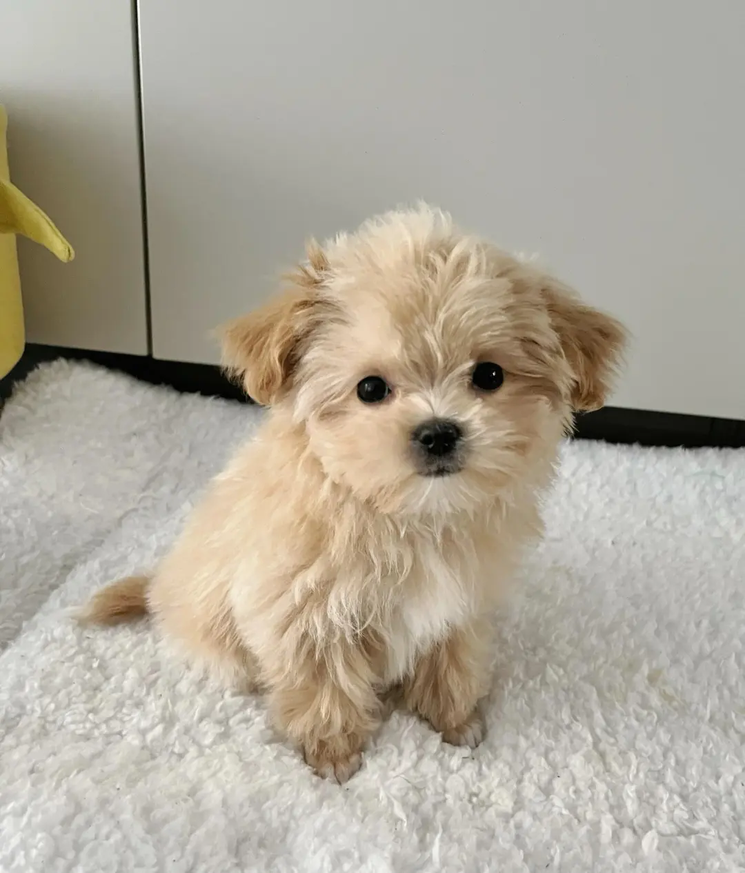 四川犬舍小偿领养马尔泰只为找好人家！?