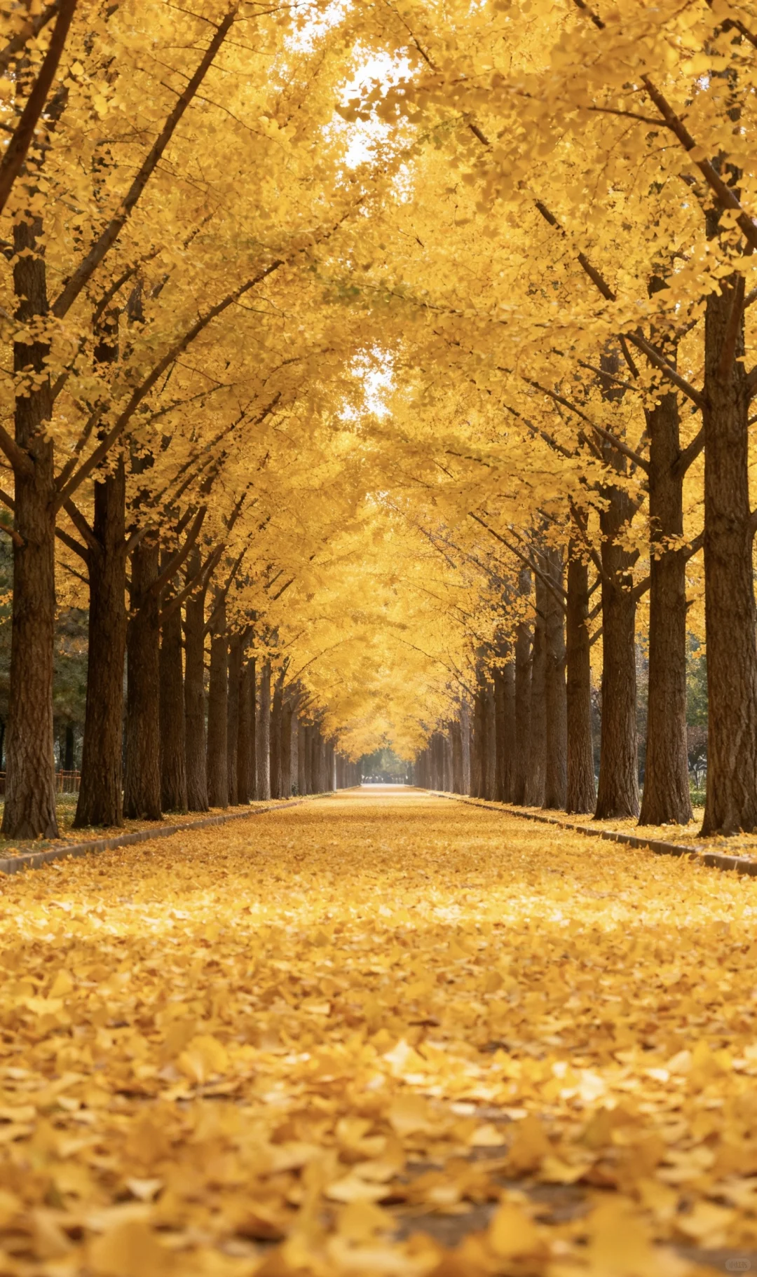 新人博主第6️⃣天 | 如何做一名主理人???