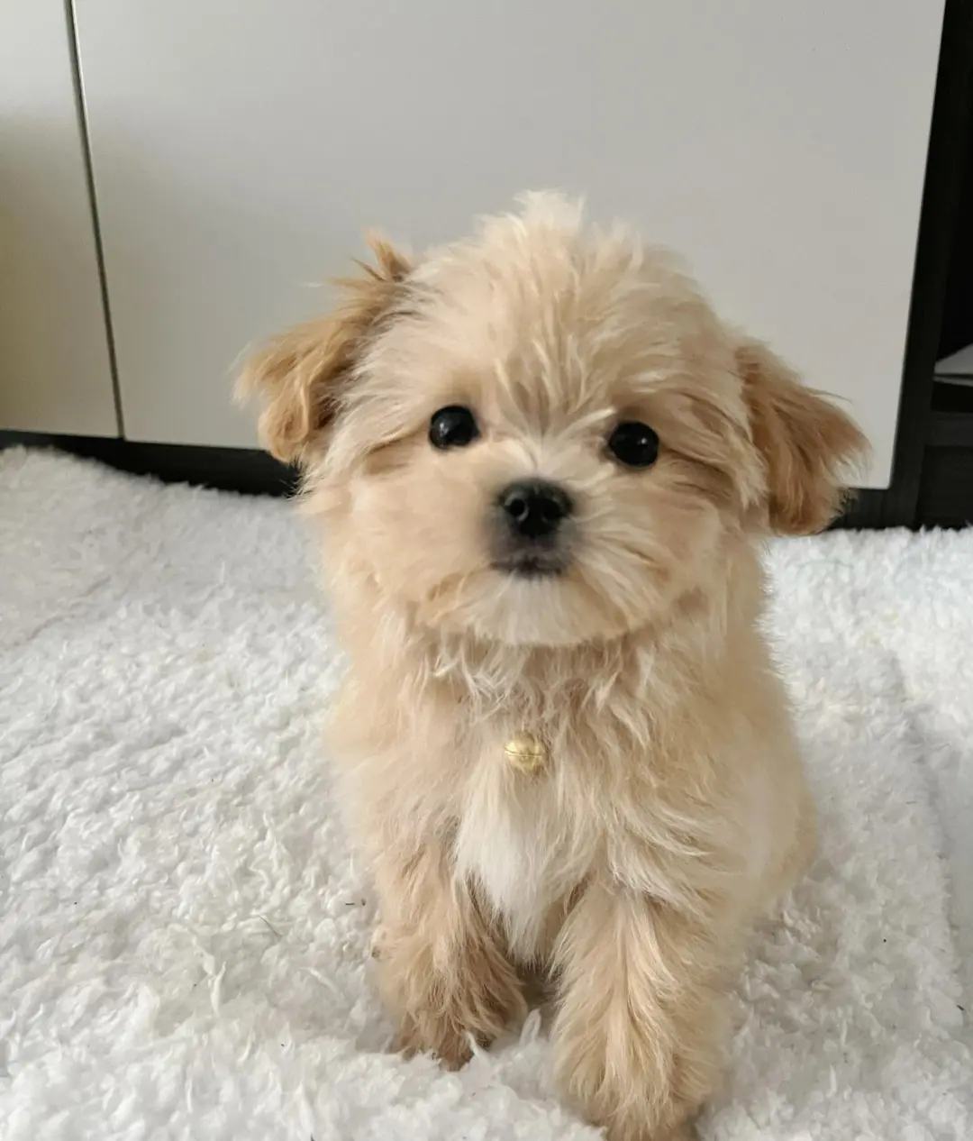 四川犬舍小偿领养马尔泰只为找好人家！?