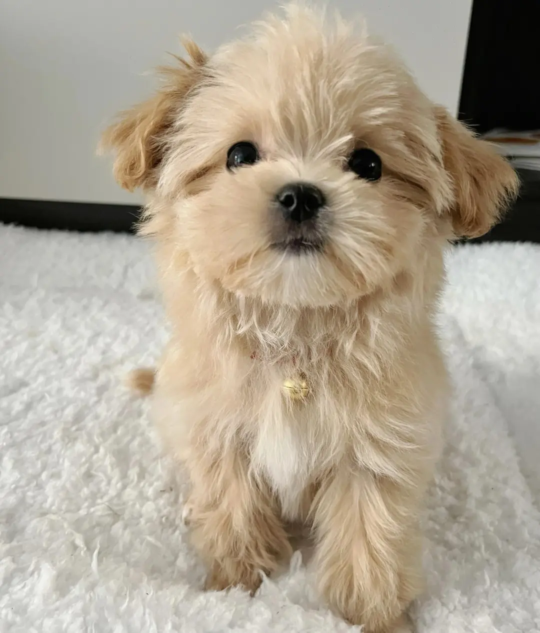 四川犬舍小偿领养马尔泰只为找好人家！?