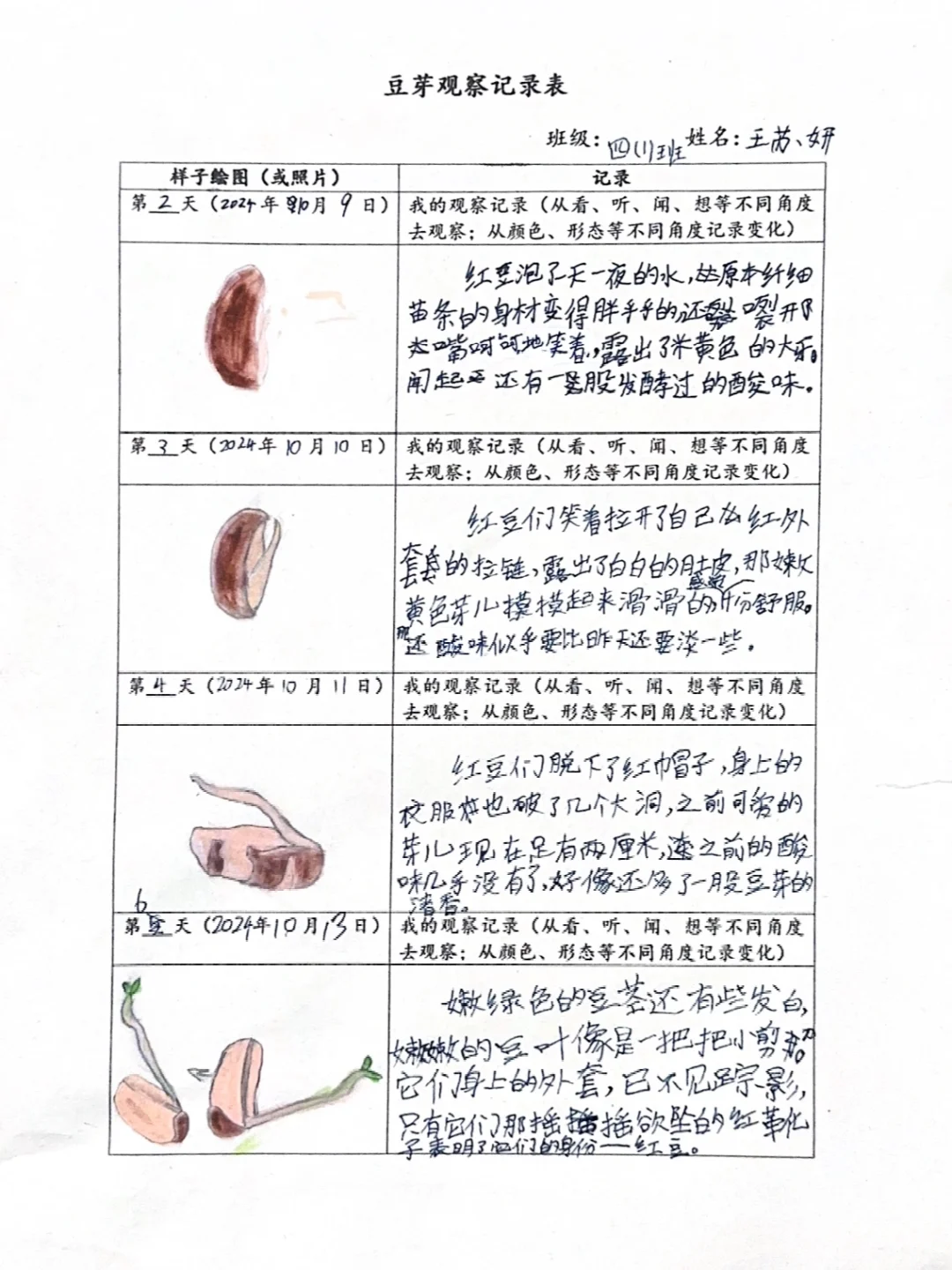 豆芽观察记录表