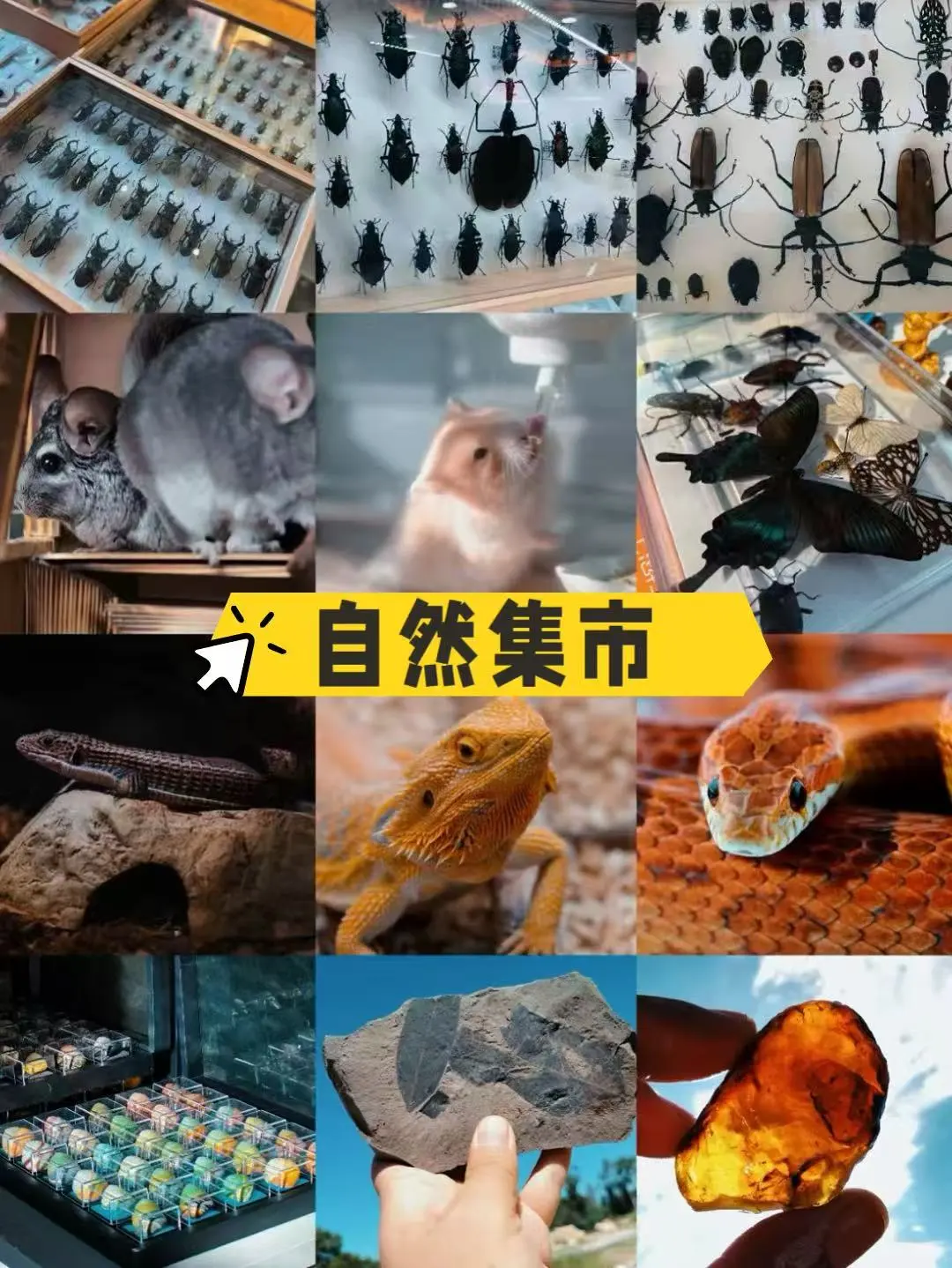 北京遛娃｜昆虫迷市集这不就来了！