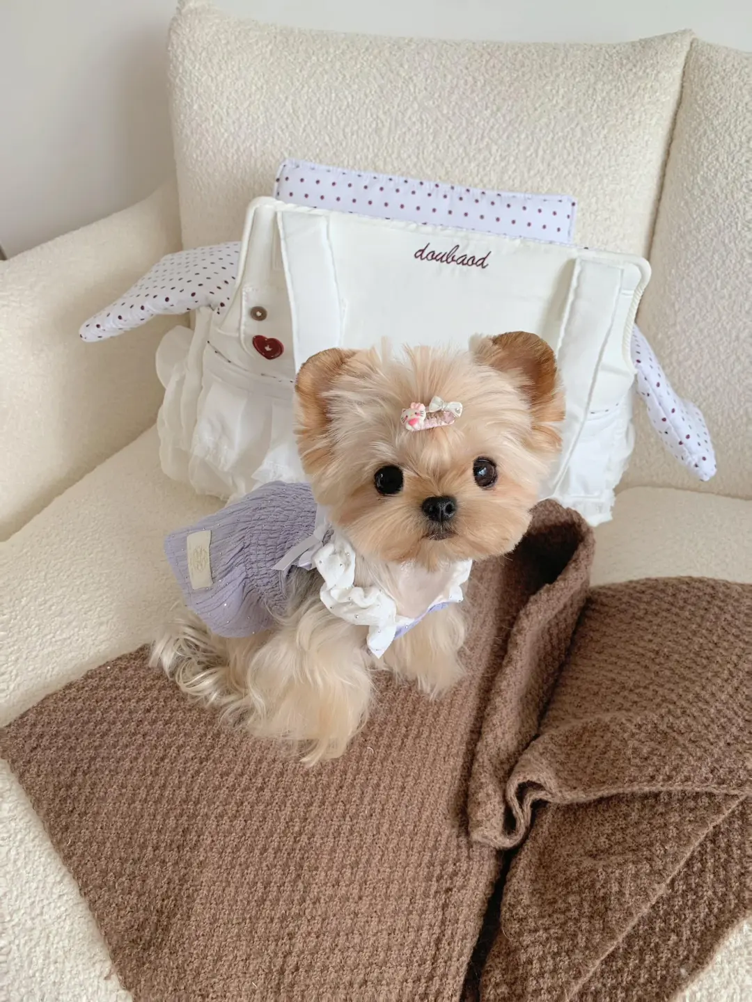 四川犬舍小偿领养约克夏只为找好人家！?