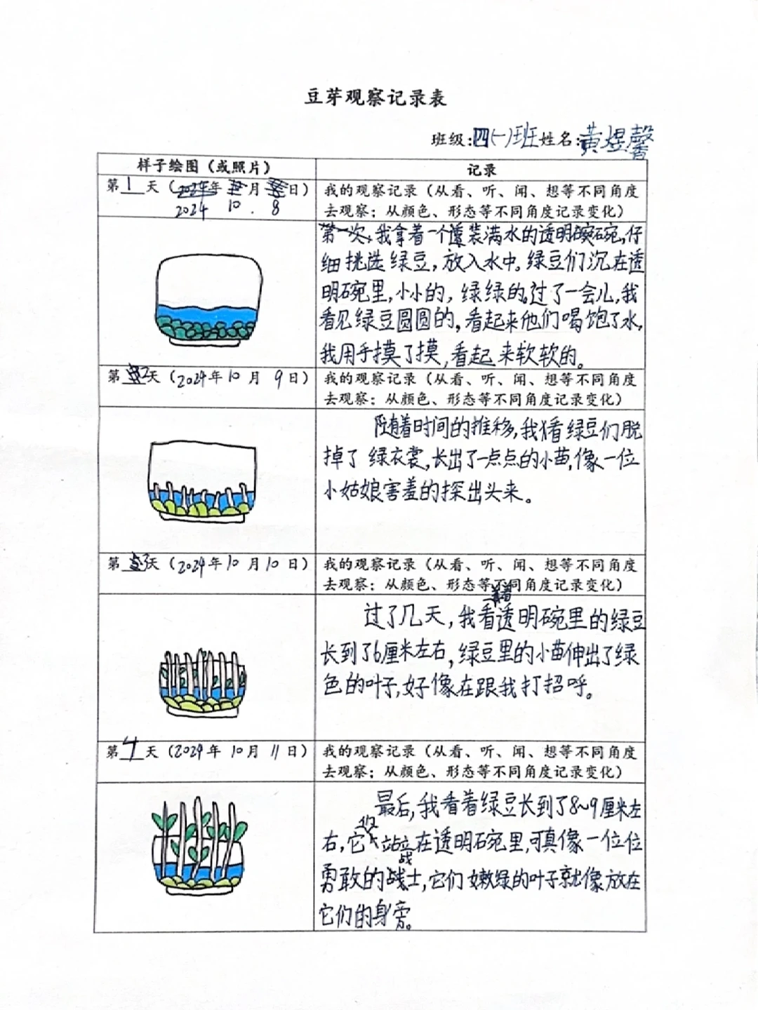 豆芽观察记录表