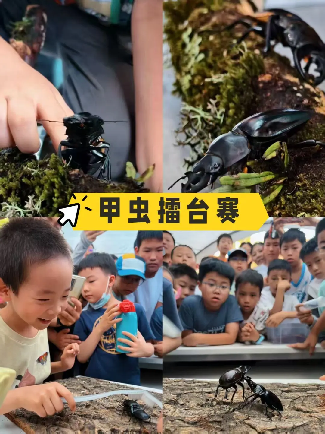 北京遛娃｜昆虫迷市集这不就来了！