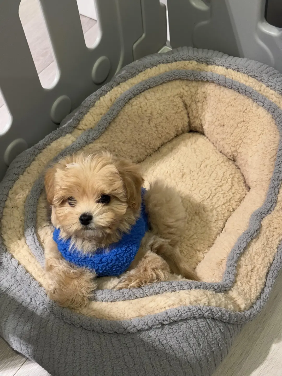 四川犬舍小偿领养马尔泰只为找好人家！?