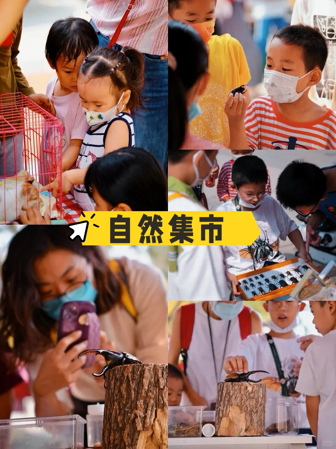 北京遛娃｜昆虫迷市集这不就来了！