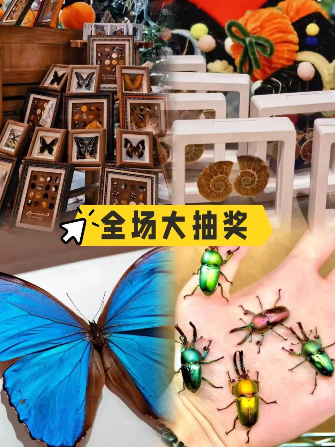 北京遛娃｜昆虫迷市集这不就来了！