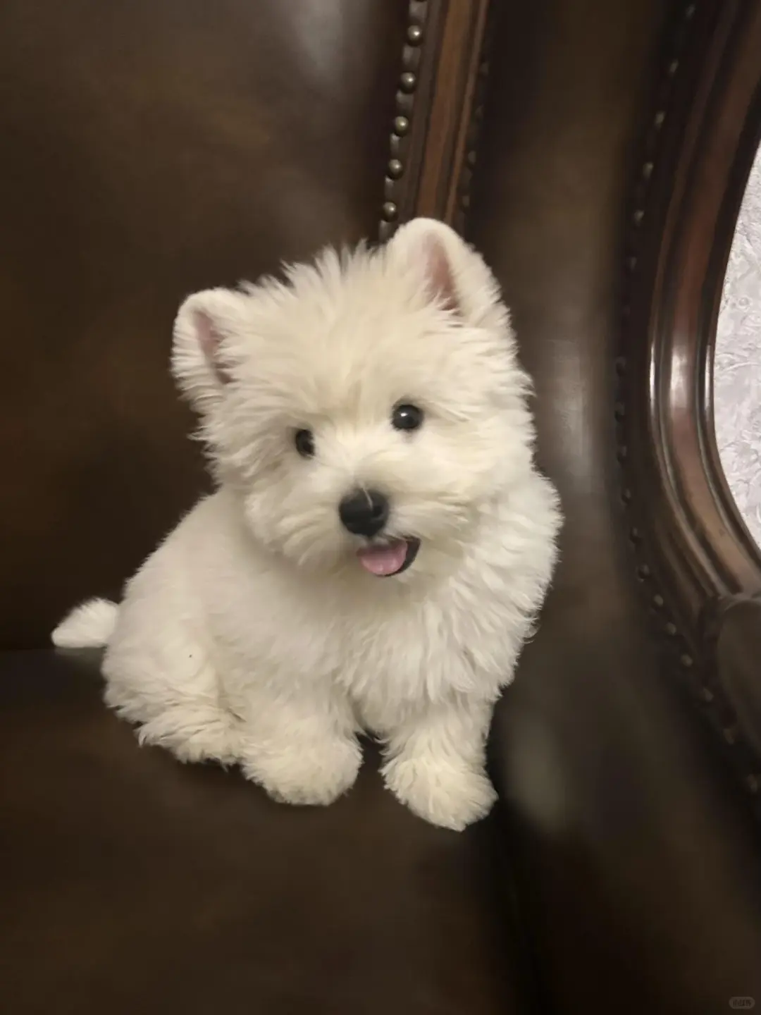 四川犬舍小偿领养西高地只为找好人家！?