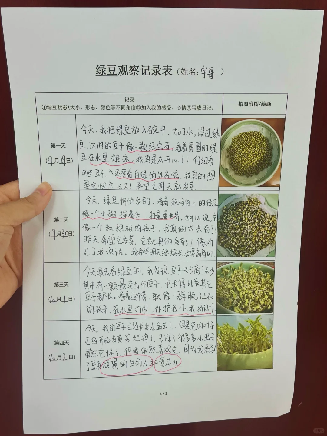 听说国庆全国的娃都在种豆子！附观察记录表